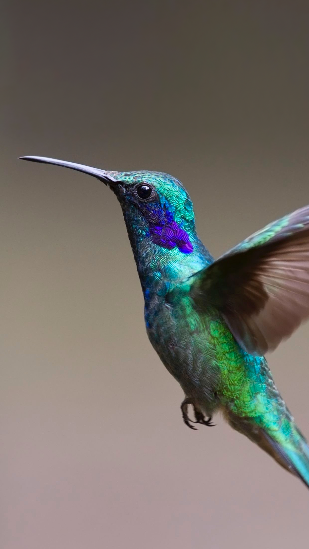 Colibri Wallpaper