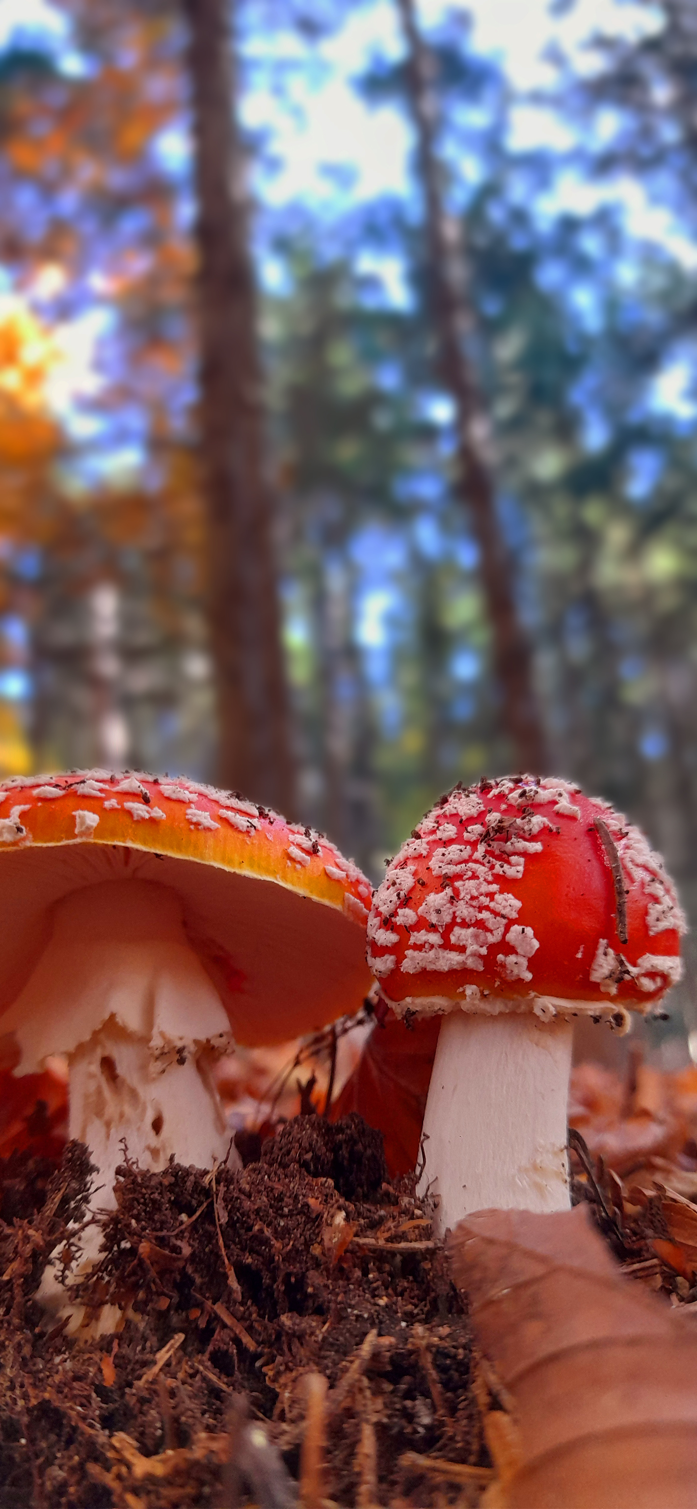 Amanita - Wallpapers Central