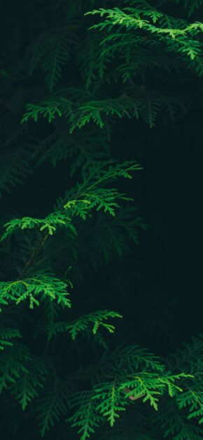 Green Life