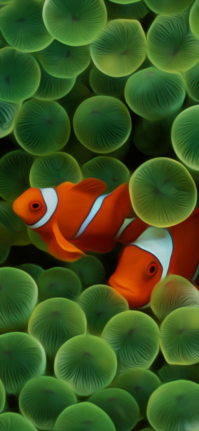 Pesce Pagliaccio (iPhone 2G) Clown Fish