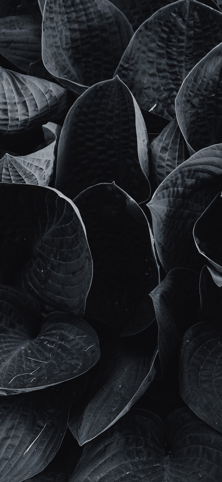 Default wallpaper of Leafs | Black