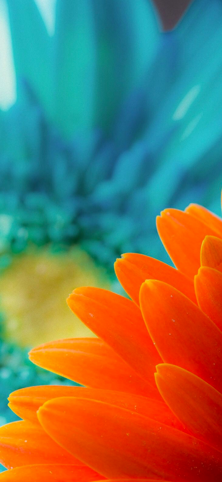 Default wallpaper of Orange Petals