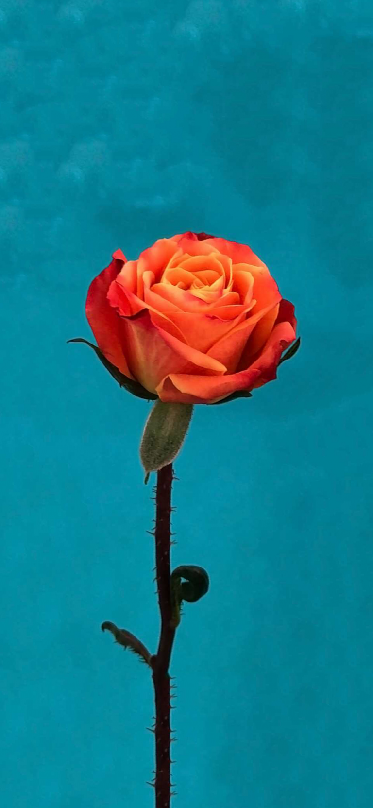 Default wallpaper of iOS 11 Orange Rose Wallpaper