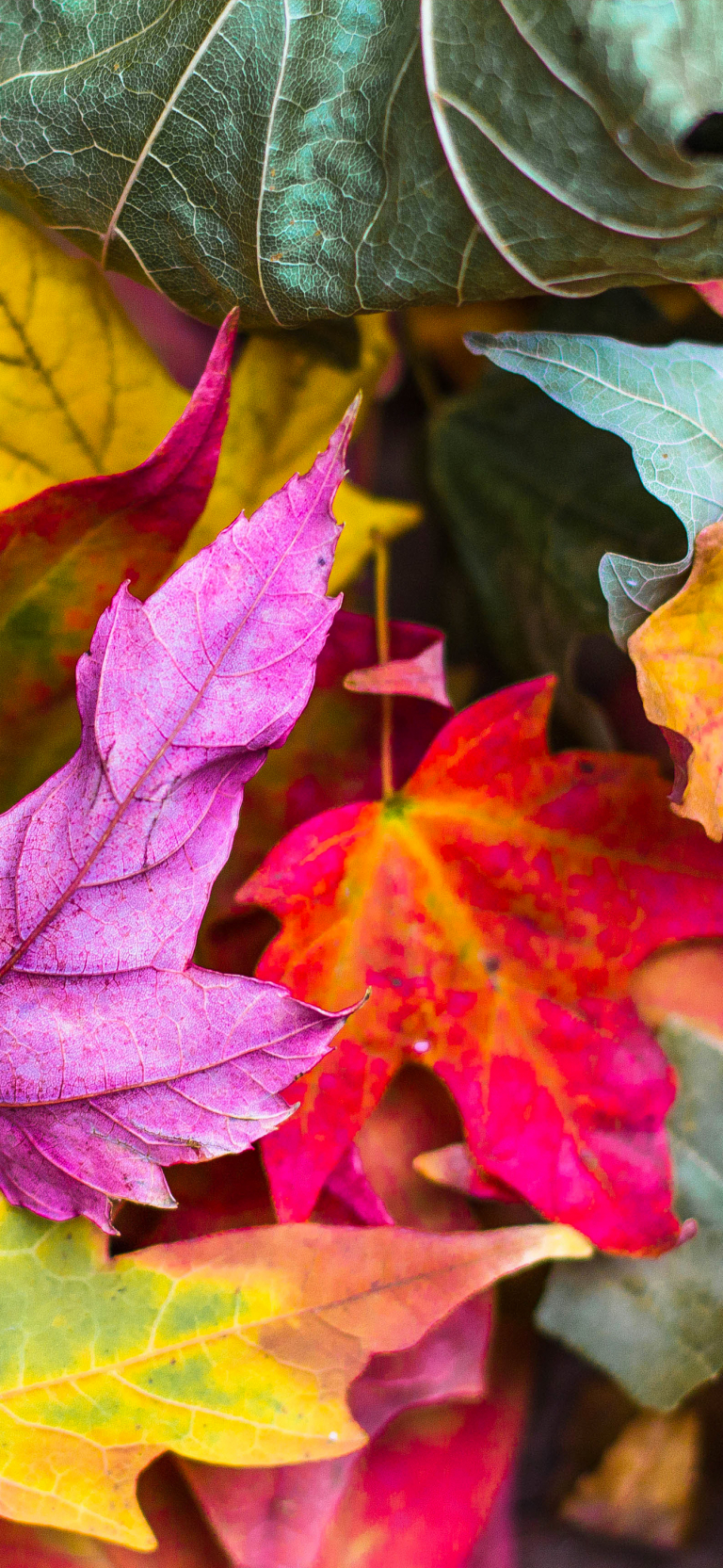 Default wallpaper of Colored Leaves