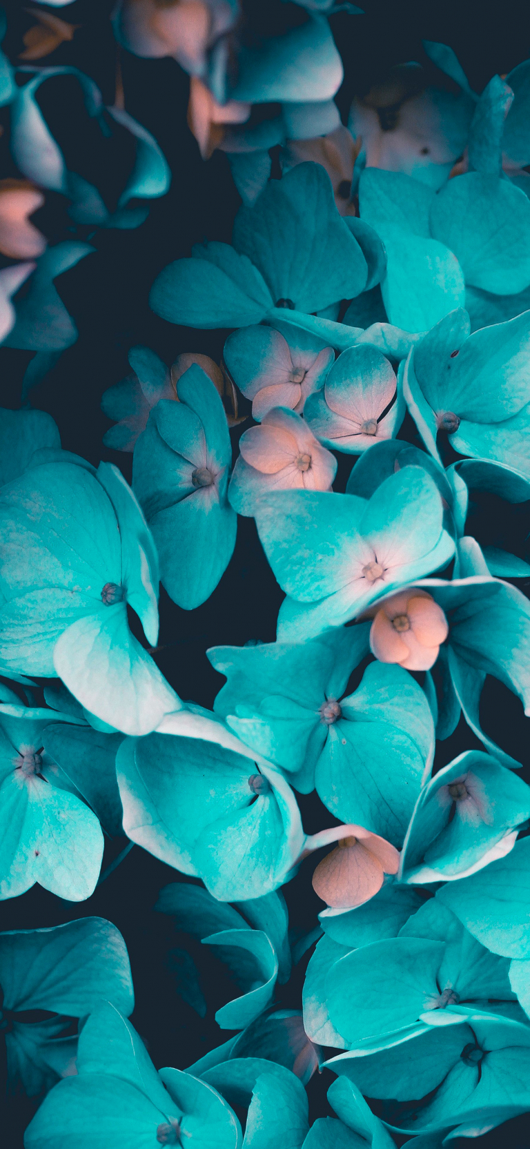 Default wallpaper of Flowers and Leaves