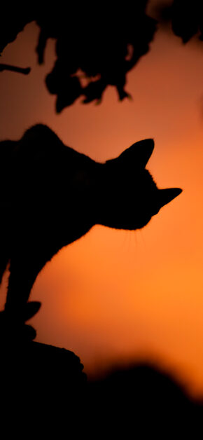 Halloween Black Cat