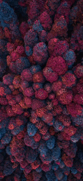 Red Forest