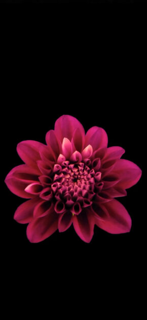 The Life of the Flower