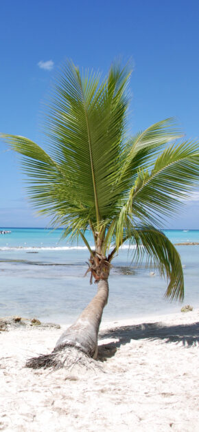 Caraibi