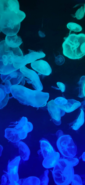 Meduse
