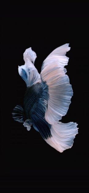 iOS 10 LIVE Wallpaper – Fish Blue White – Official iOS 10 Stock Wallpaper (Ultra HD)