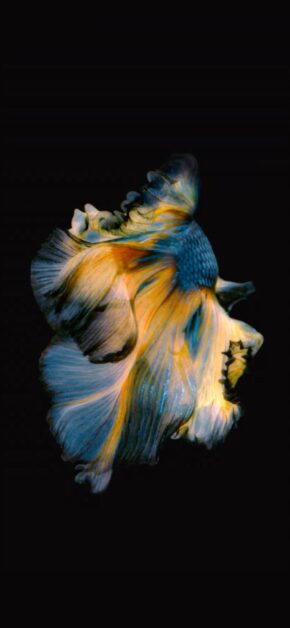 iOS 10 LIVE Wallpaper – Fish Blue Yellow – Official iOS 10 Stock Wallpaper (Ultra HD)