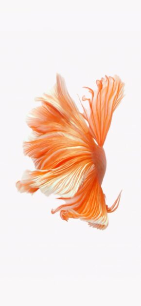 iOS 10 LIVE Wallpaper – Fish Orange – Official iOS 10 Stock Wallpaper (Ultra HD)