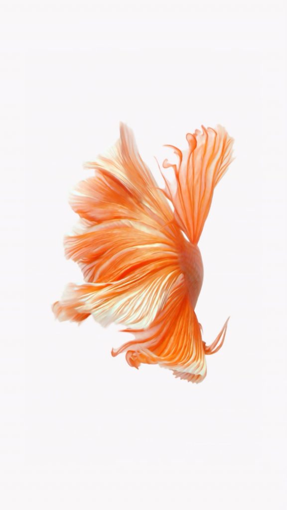 iOS 10 LIVE Wallpaper – Fish Orange – Official iOS 10 Stock Wallpaper  (Ultra HD) - Wallpapers Central
