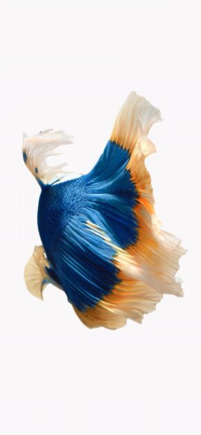 iOS 10 LIVE Wallpaper – Fish Blue Orange – Official iOS 10 Stock Wallpaper (Ultra HD)