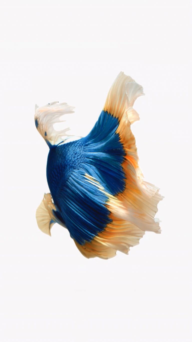 Default wallpaper of iOS 10 LIVE Wallpaper – Fish Blue Orange – Official iOS 10 Stock Wallpaper (Ultra HD)