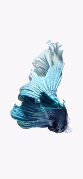 iOS 10 LIVE Wallpaper – Fish Light Blue – Official iOS 10 Stock Wallpaper (Ultra HD)