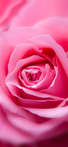 Rose for the Mother’s Day