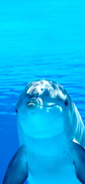 Dolphin