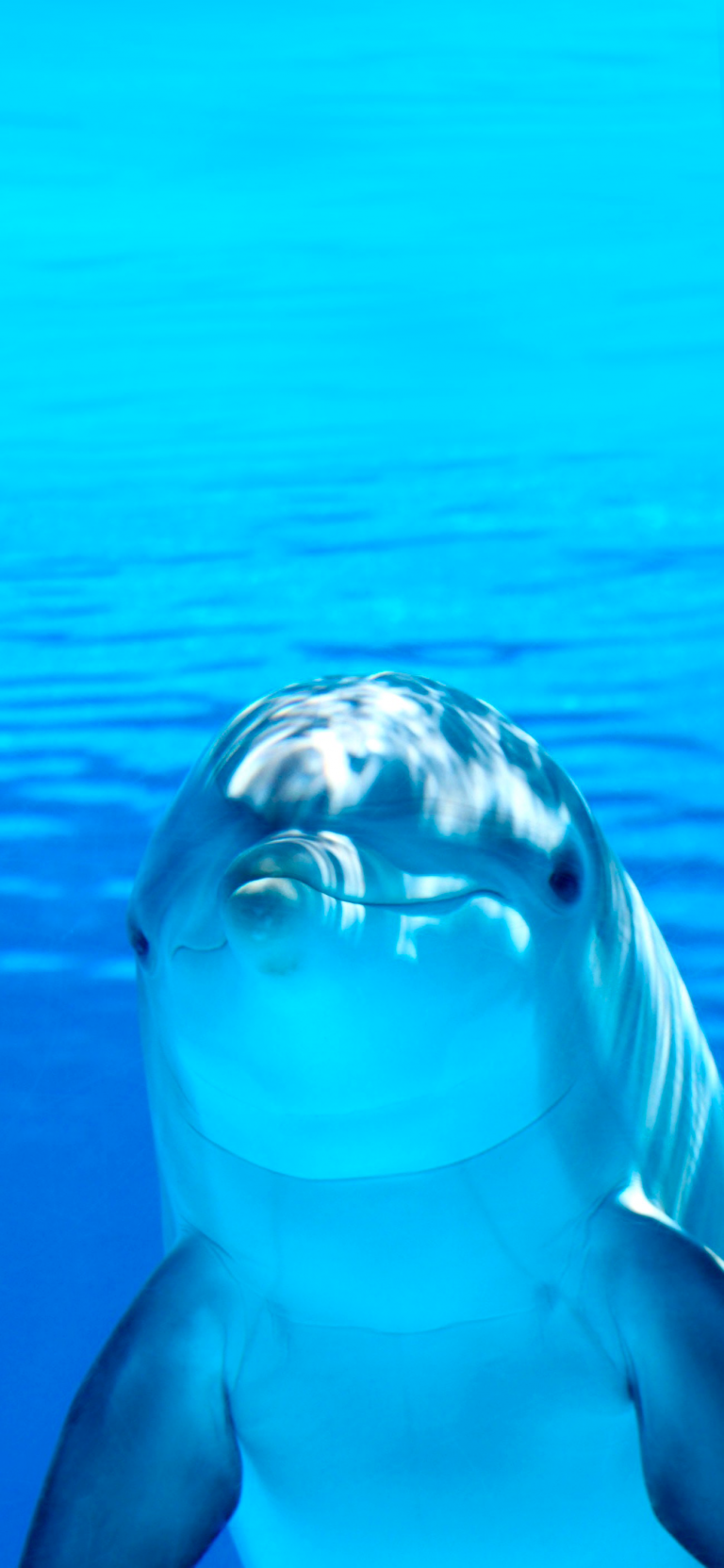 Default wallpaper of Dolphin