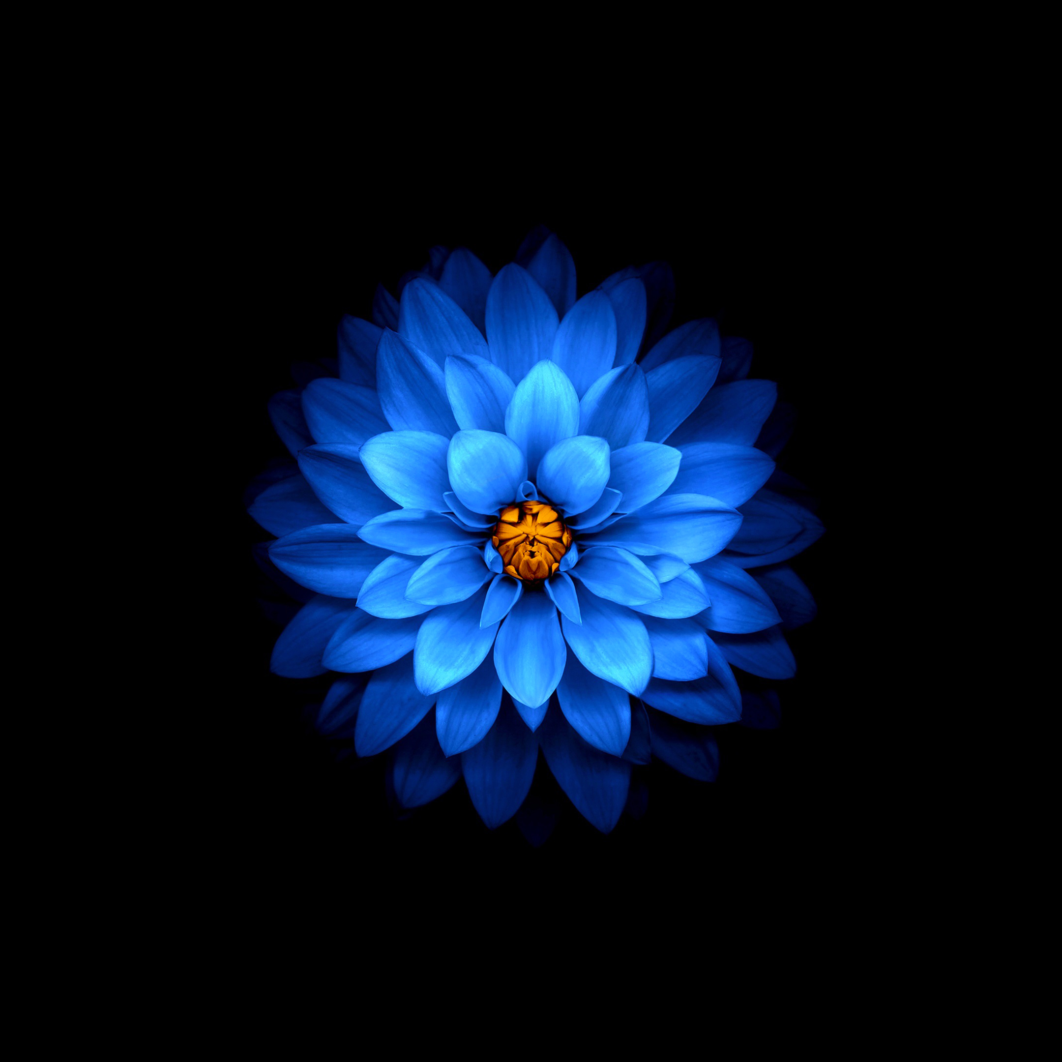 Blue Flower on Dark Background - Wallpapers Central