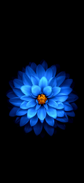 Blue Flower on Dark Background
