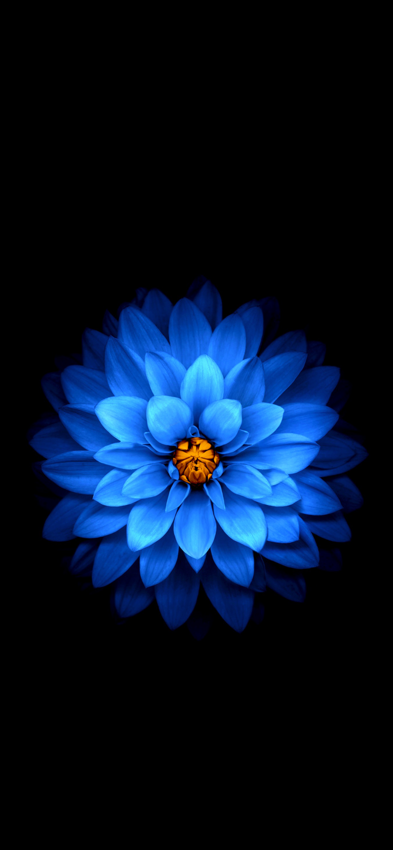 Default wallpaper of Blue Flower on Dark Background