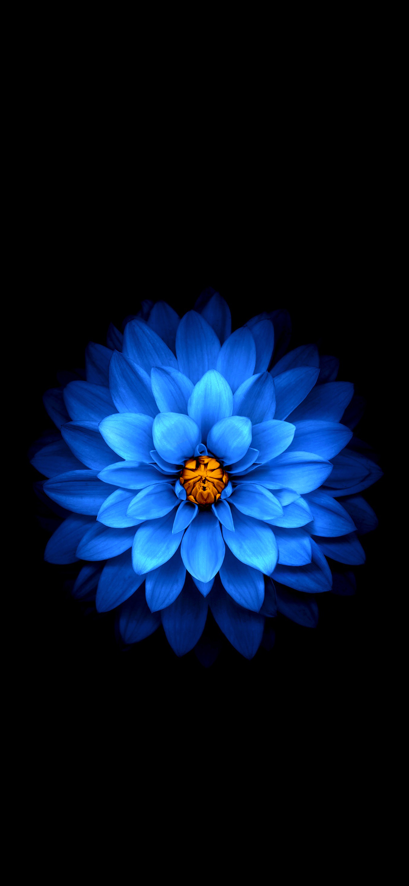 Blue Flower on Dark Background - Wallpapers Central