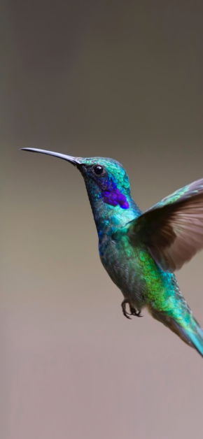Colibrì – Hummingbird