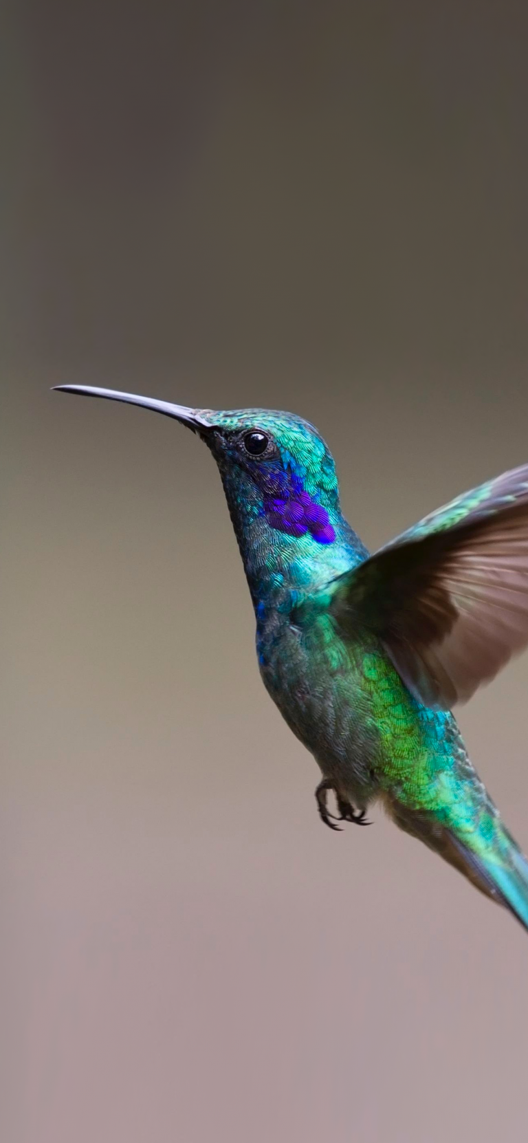 Default wallpaper of Colibrì – Hummingbird