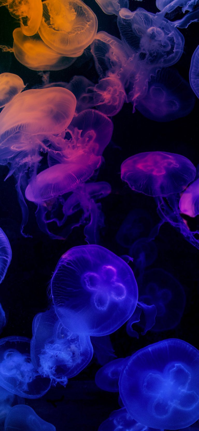 Default wallpaper of Jellyfish – Dark and Colors