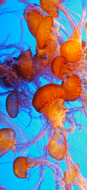 Jellyfish | LIVE Wallpaper