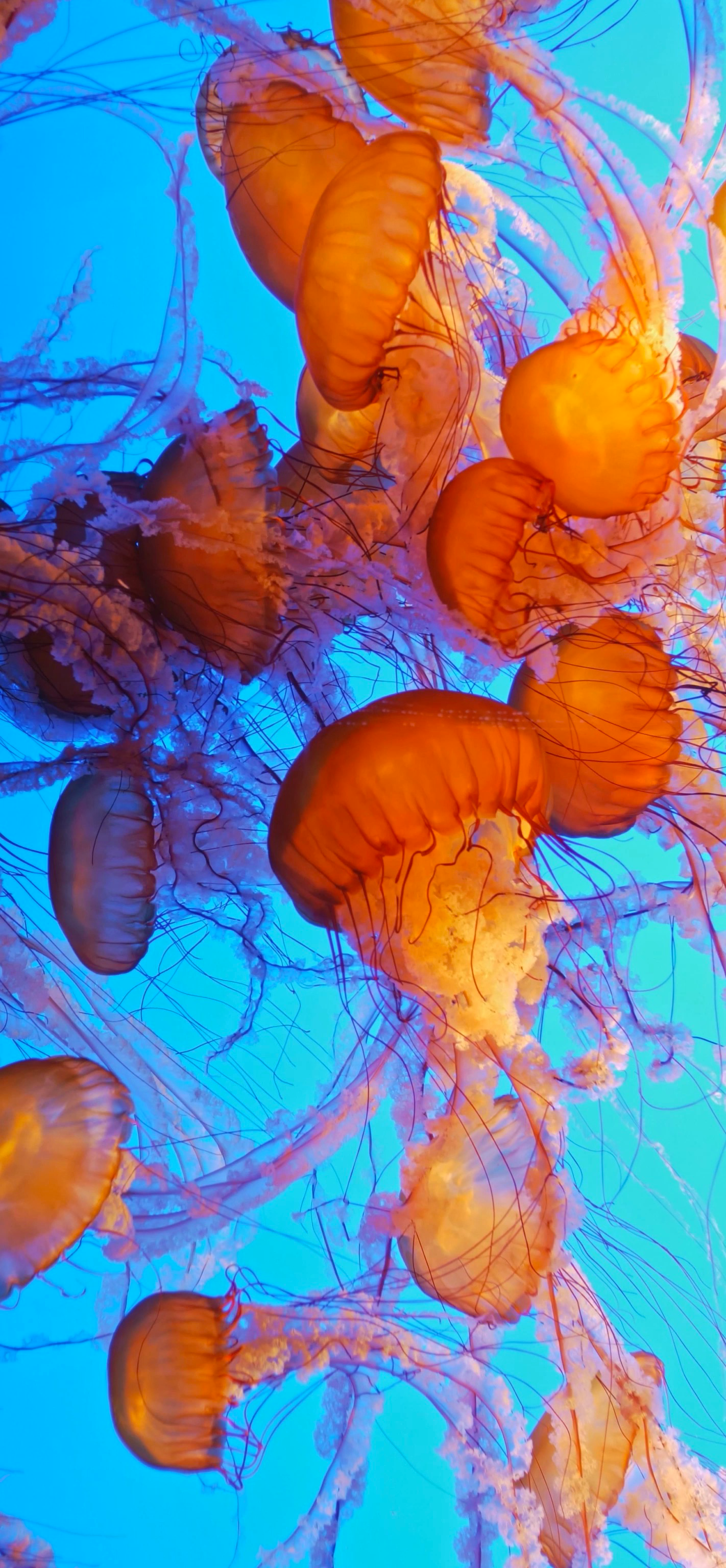 Jellyfish | LIVE Wallpaper - Wallpapers Central