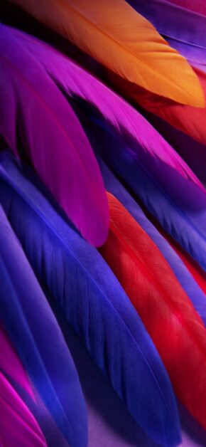 OLED Plumage