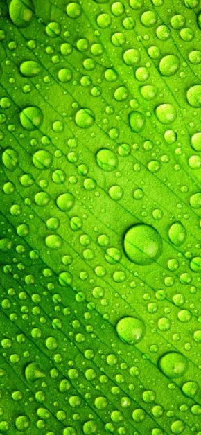 Rugiada Leaf