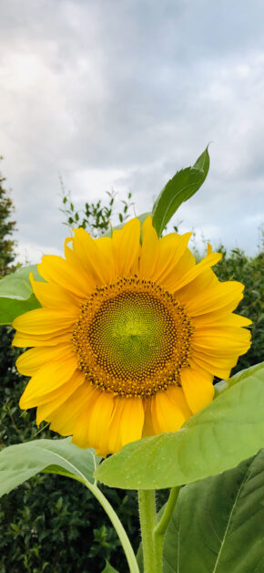 Girasole