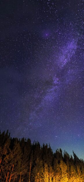 Night into the Forest