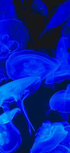 Jelly Fish