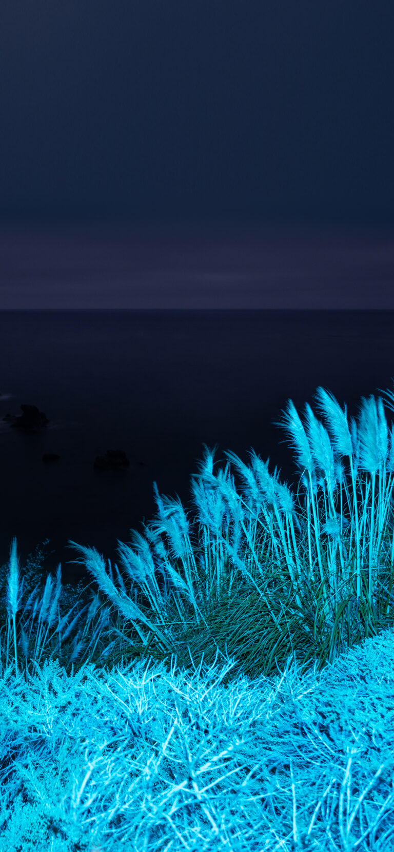 Default wallpaper of Big Sur Night Grasses