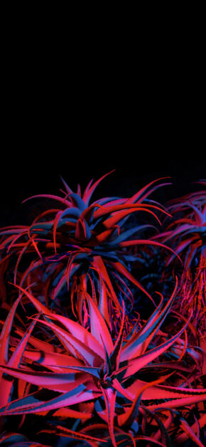 Big Sur Night Succulents