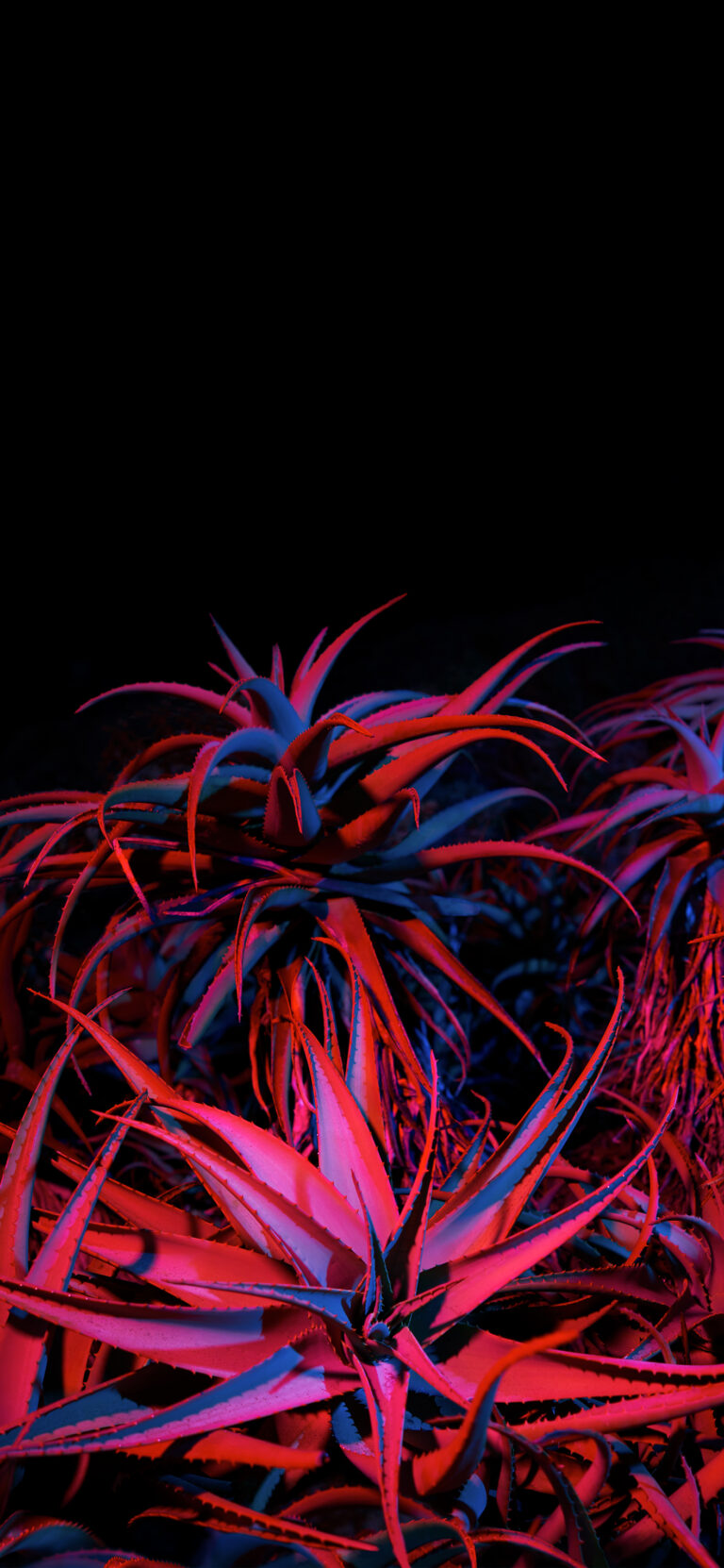 Default wallpaper of Big Sur Night Succulents