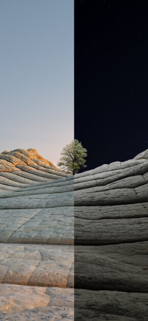 Desert Tree | DUAL
