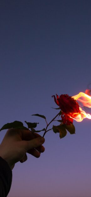Red Rose