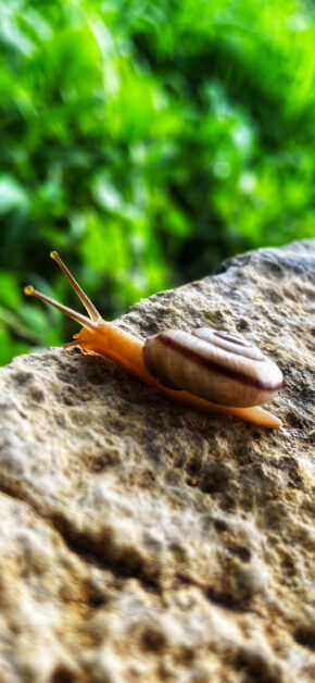 Snail