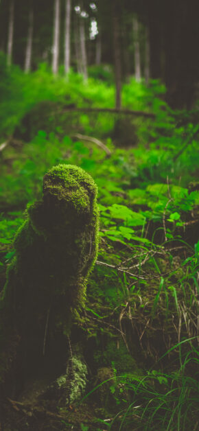Jungle