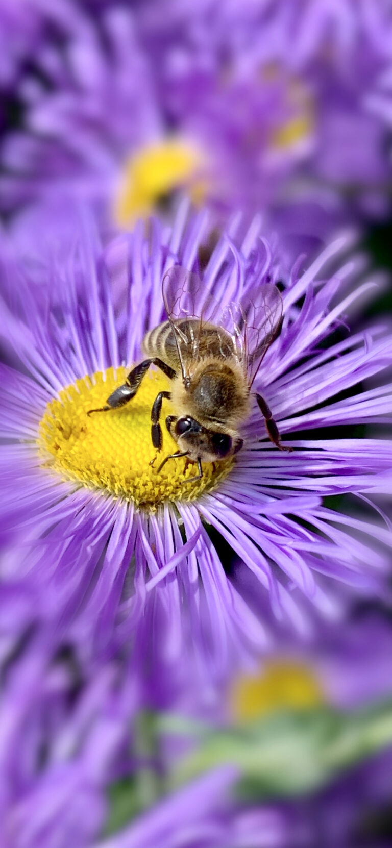 Default wallpaper of Bee