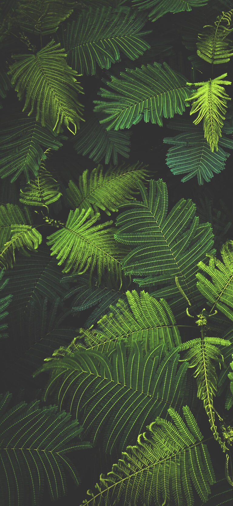 Default wallpaper of Leafy