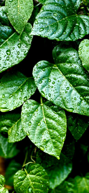 Green Leafs indonesia