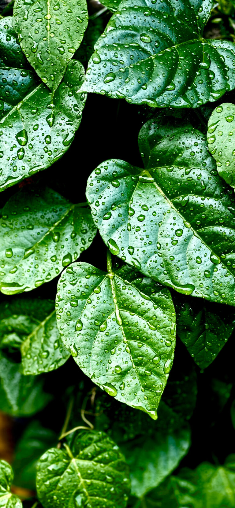 Default wallpaper of Green Leafs indonesia