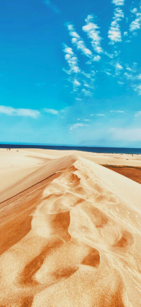 Beach Dunes